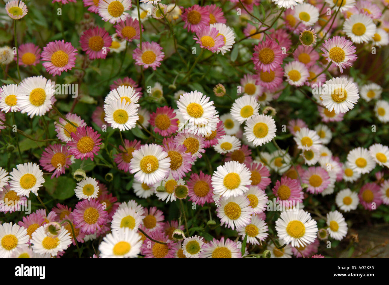 Mexican wall daisy Stock Photo Alamy