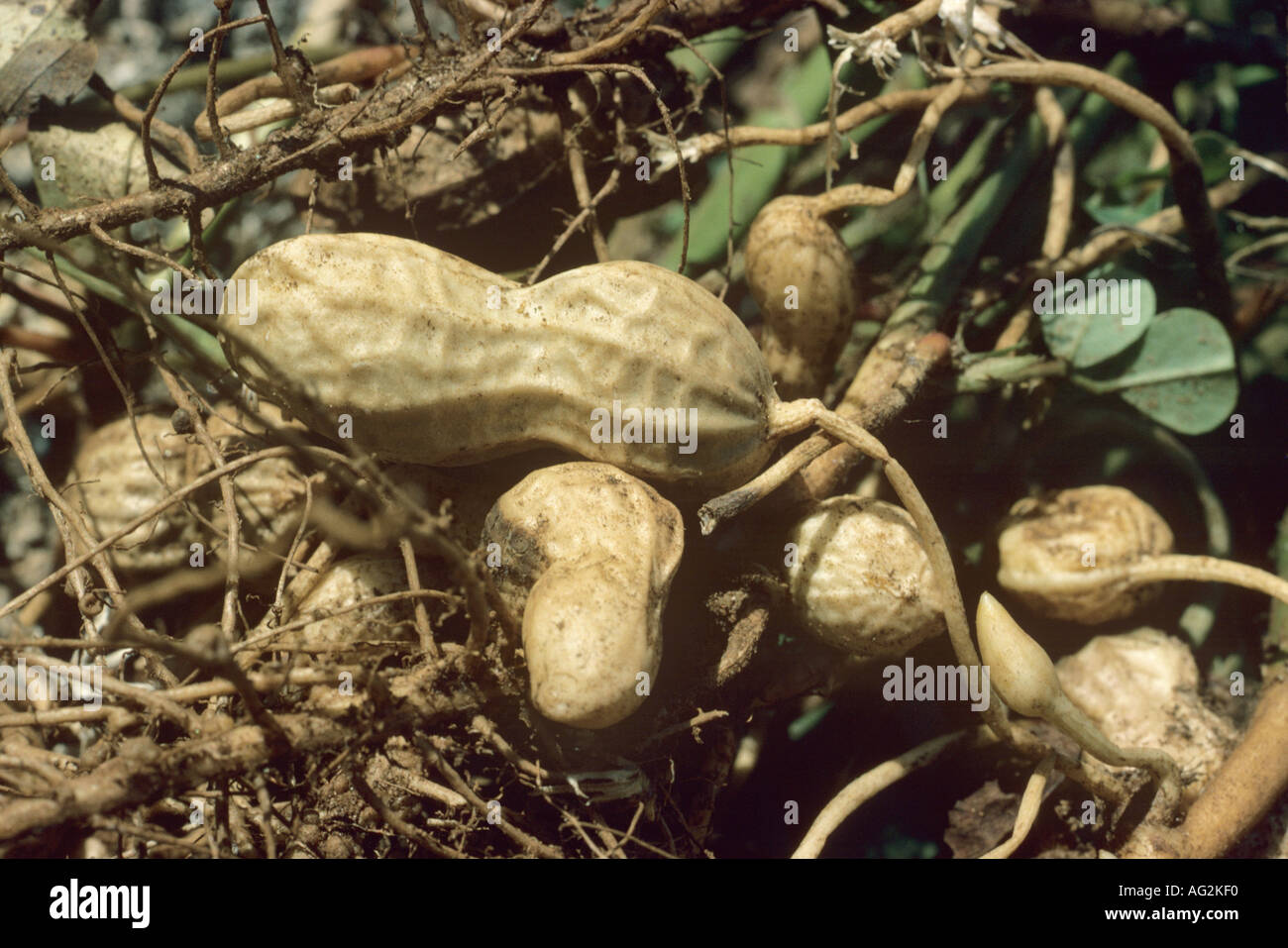 Peanuts with roots Stock Photo