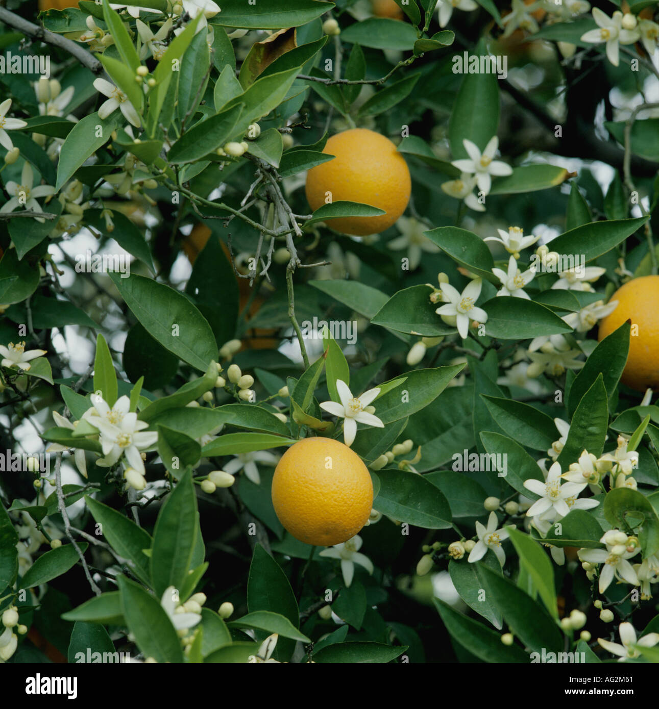 Oranges with blossom Citrus aurantium Stock Photo