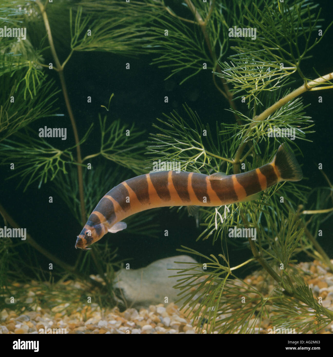 Coolie loach Stock Photo