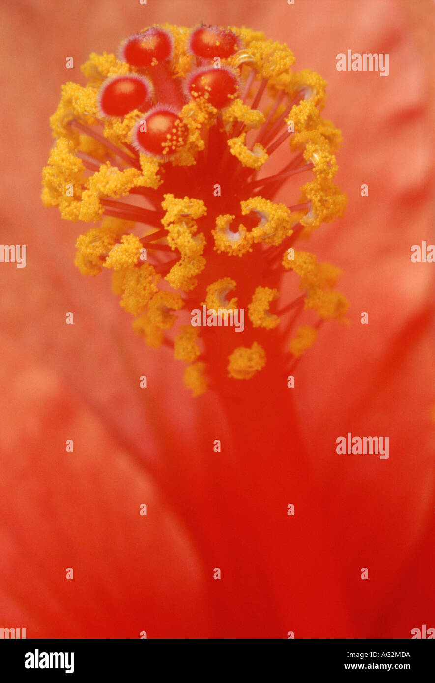 Hibiscus stigma stamens Stock Photo