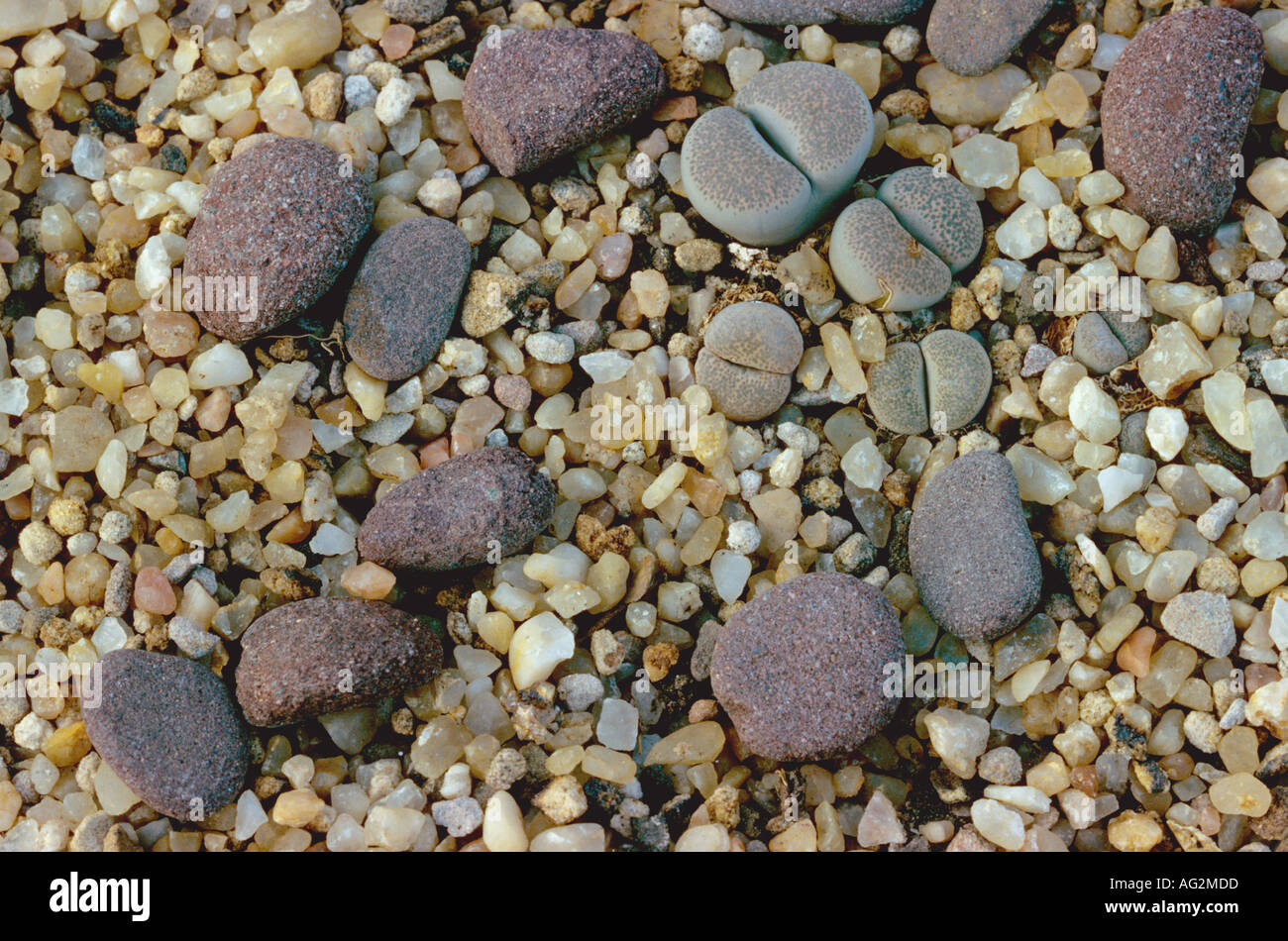 Living stones Lithops terricolor Stock Photo