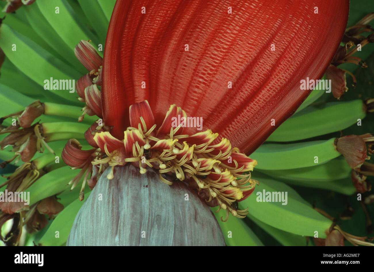 Banana flowers fruit Musa Stock Photo Alamy