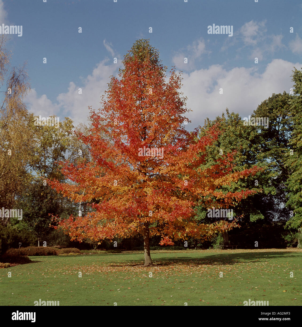tupelo-or-black-gum-tree-stock-photo-alamy