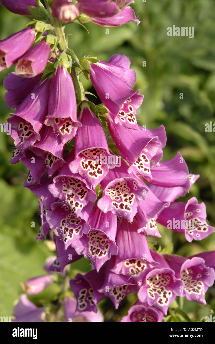 Biennialherb hires stock photography and images Alamy