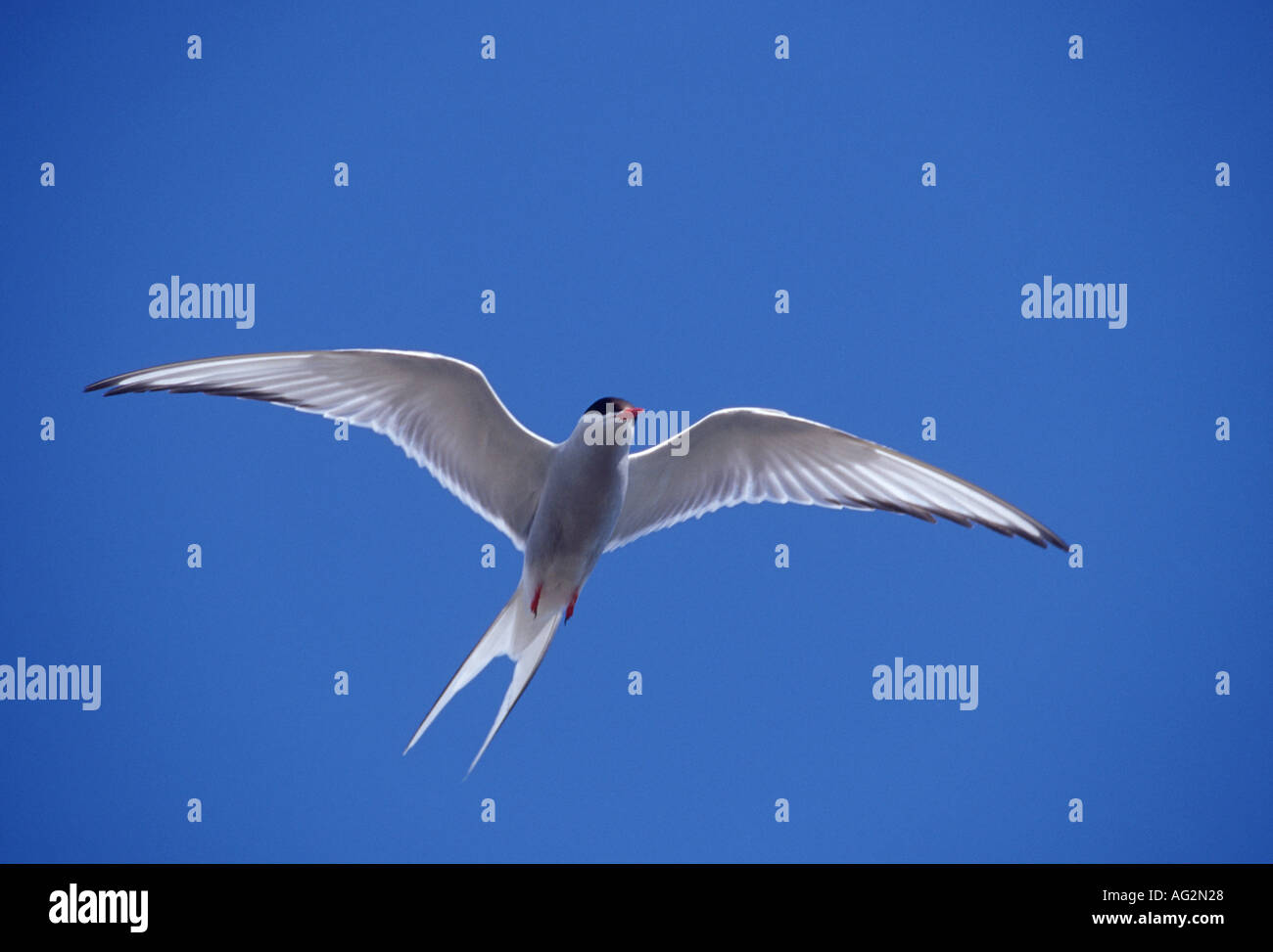 Arctic tern in flight Stock Photo