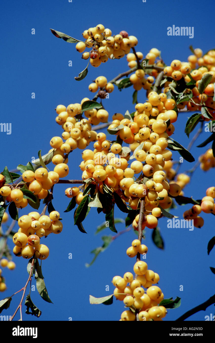Malus Golden Hornet fruits Stock Photo