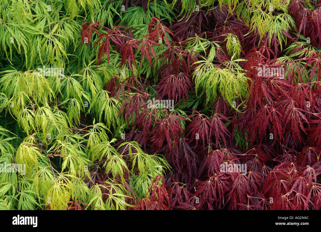 New leaves Japanese maple cultivars Stock Photo
