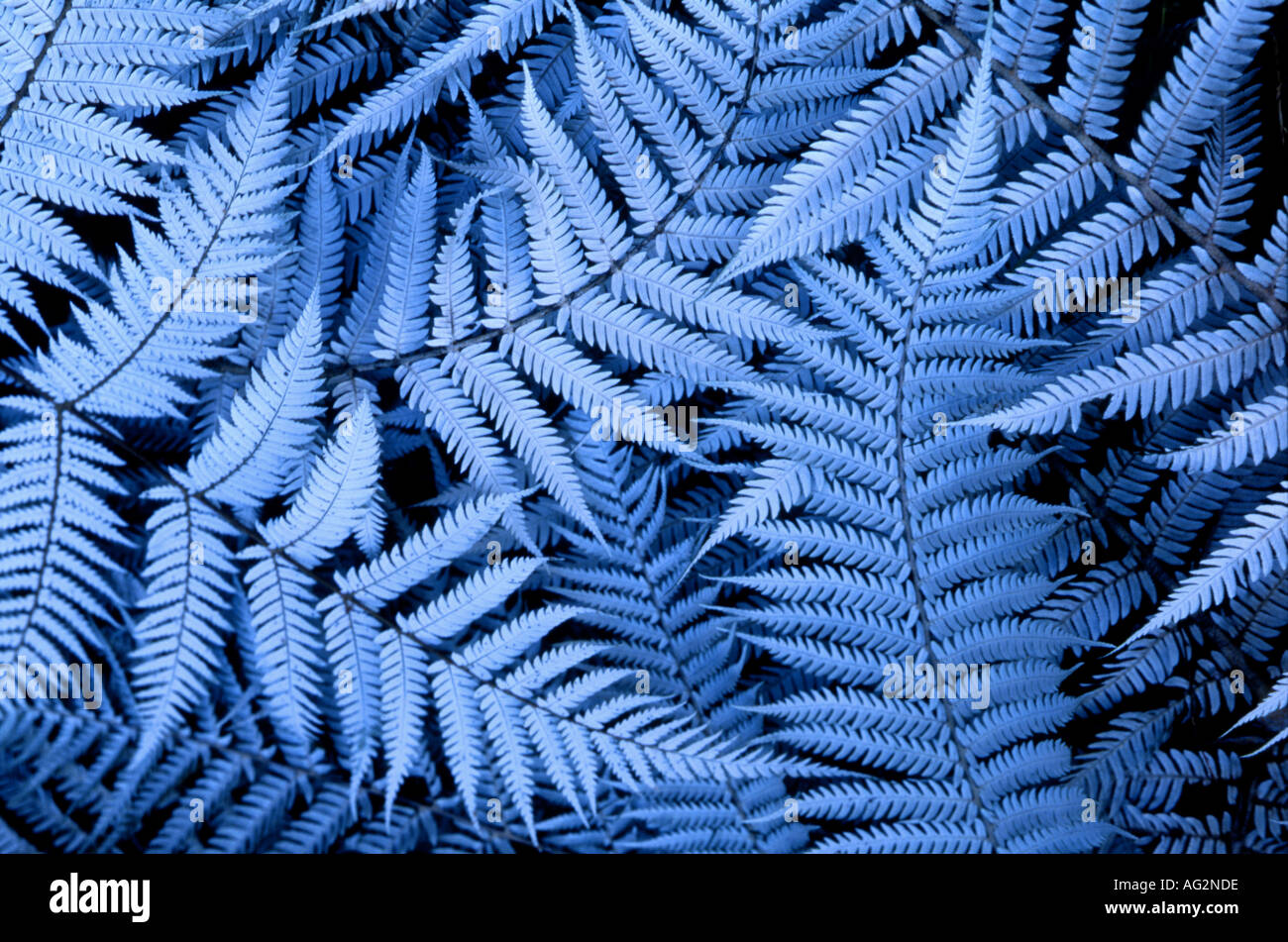 Ponga silver fern hi-res stock photography and images - Alamy