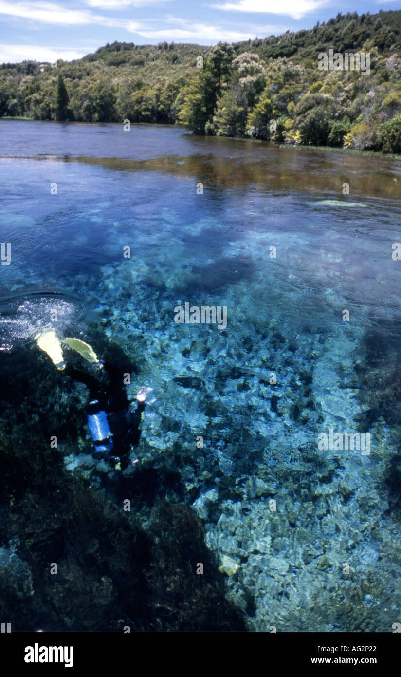 A diver explores the crystal clear Pu Pu Springs Golden Bay New Zealand Stock Photo