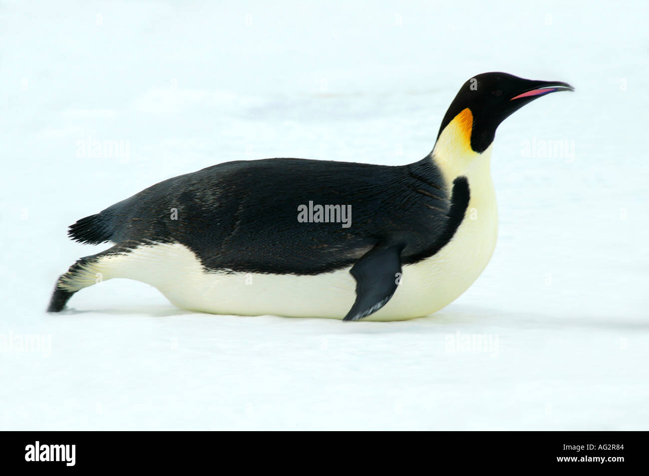 Emperor penguin tobogganing Riiser Larsen ice shelf Weddell Sea Antarctica Stock Photo