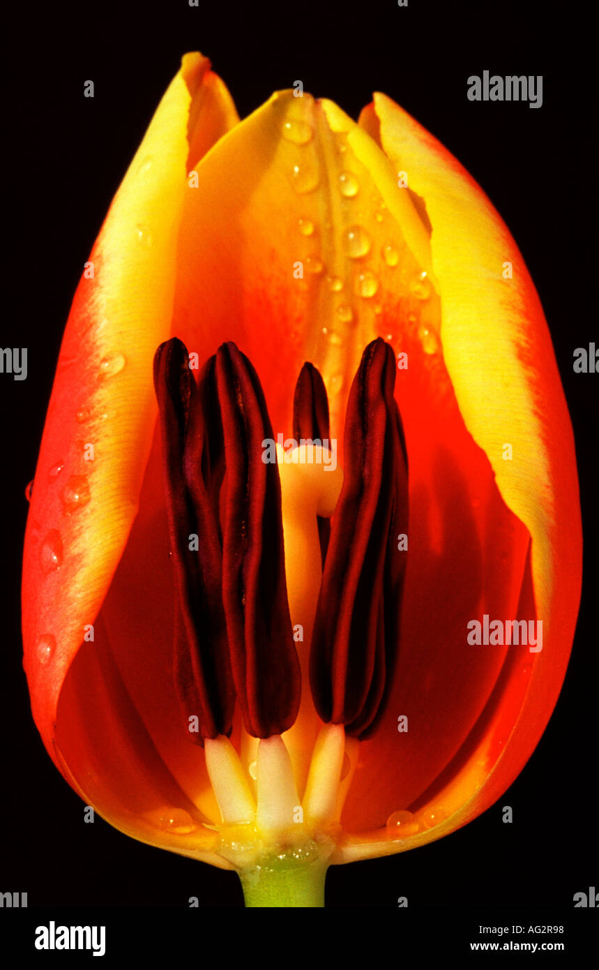 Tulip close up Stock Photo - Alamy