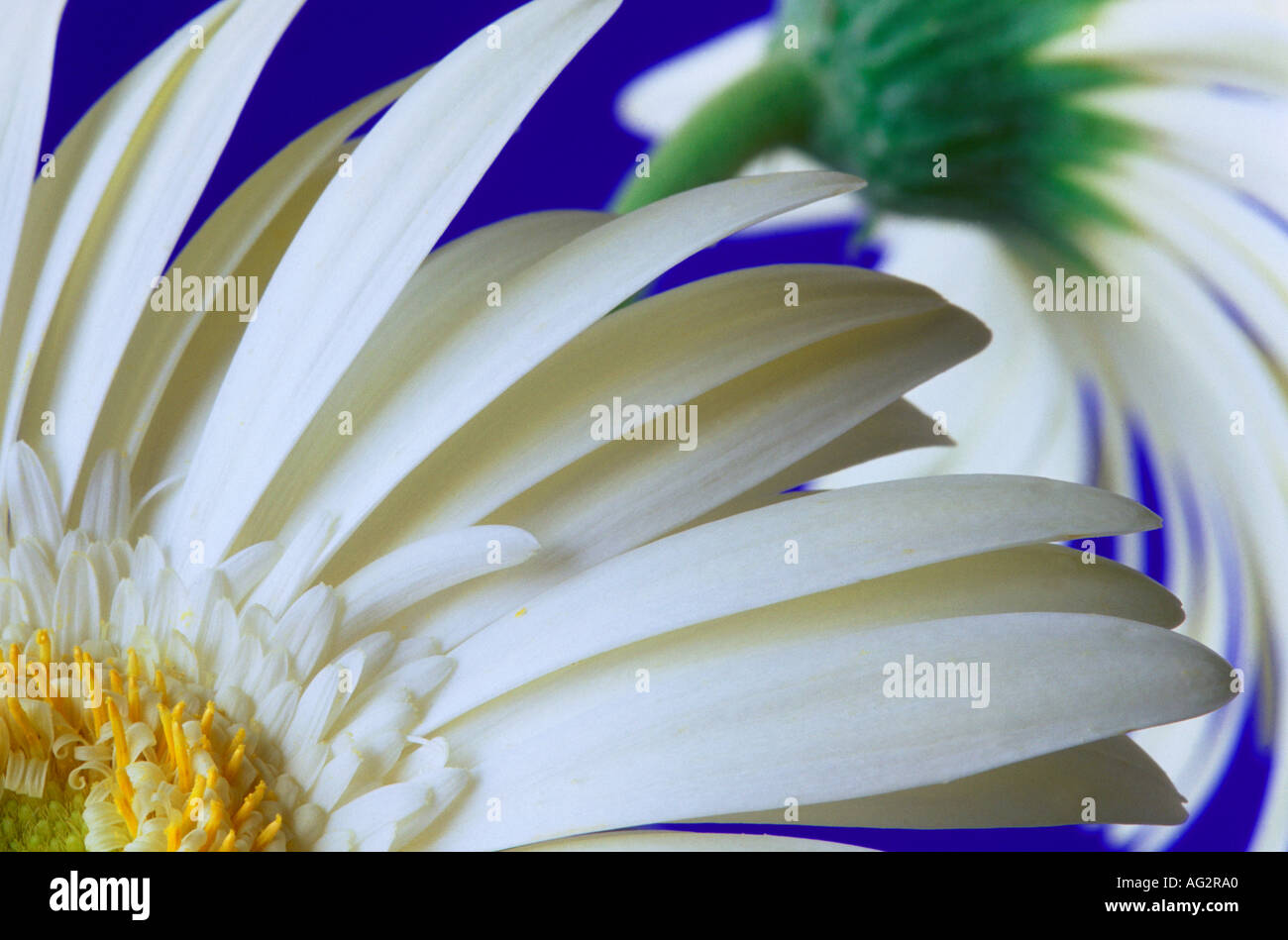 White Gerberas close up Stock Photo