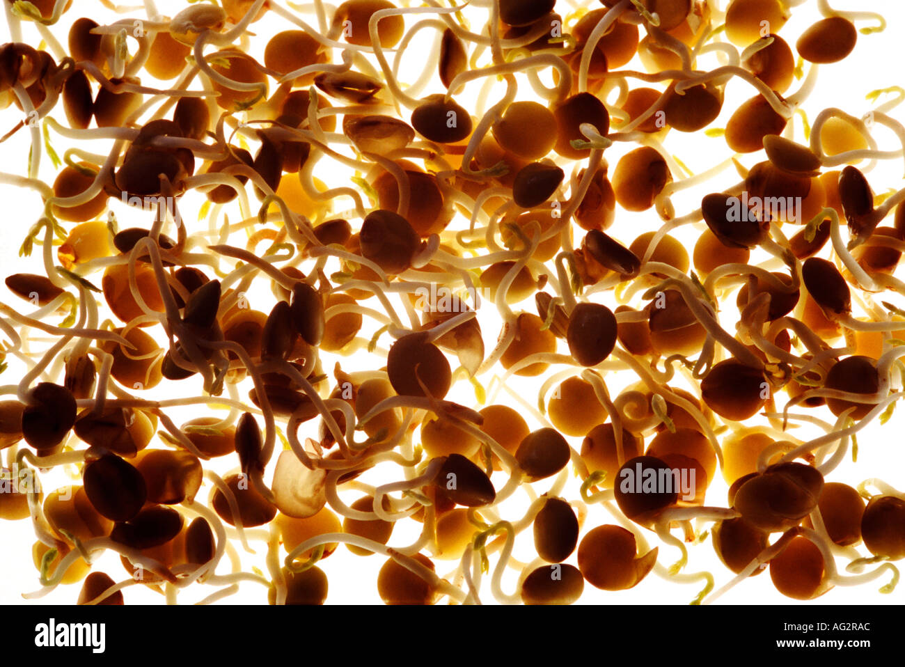 Continental Lentil sprouts Stock Photo