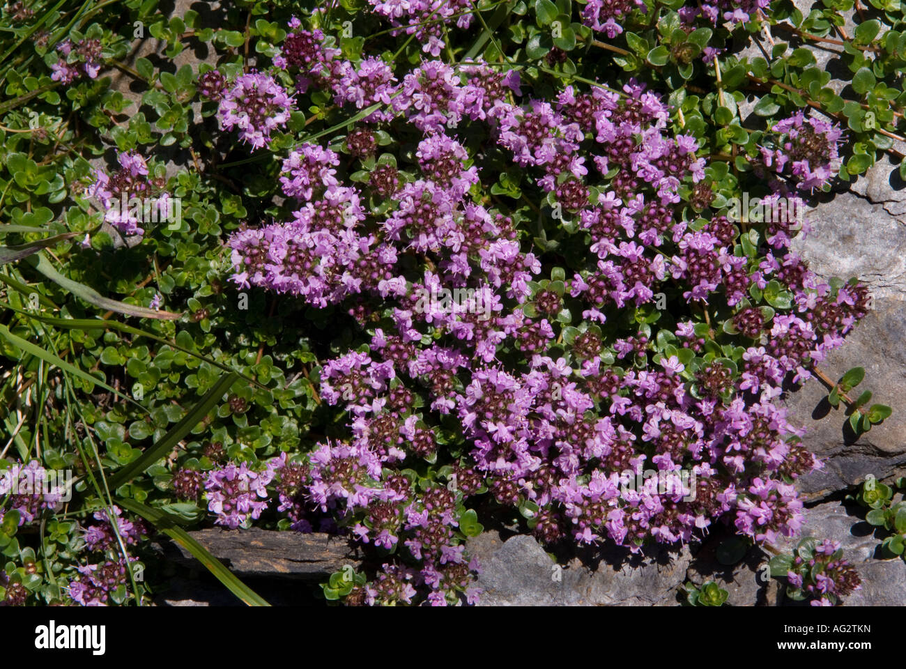 swiss alpine flowers on rock Stock Photo