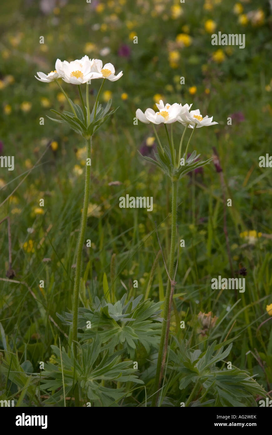 narcissus flowered anemone Stock Photo - Alamy