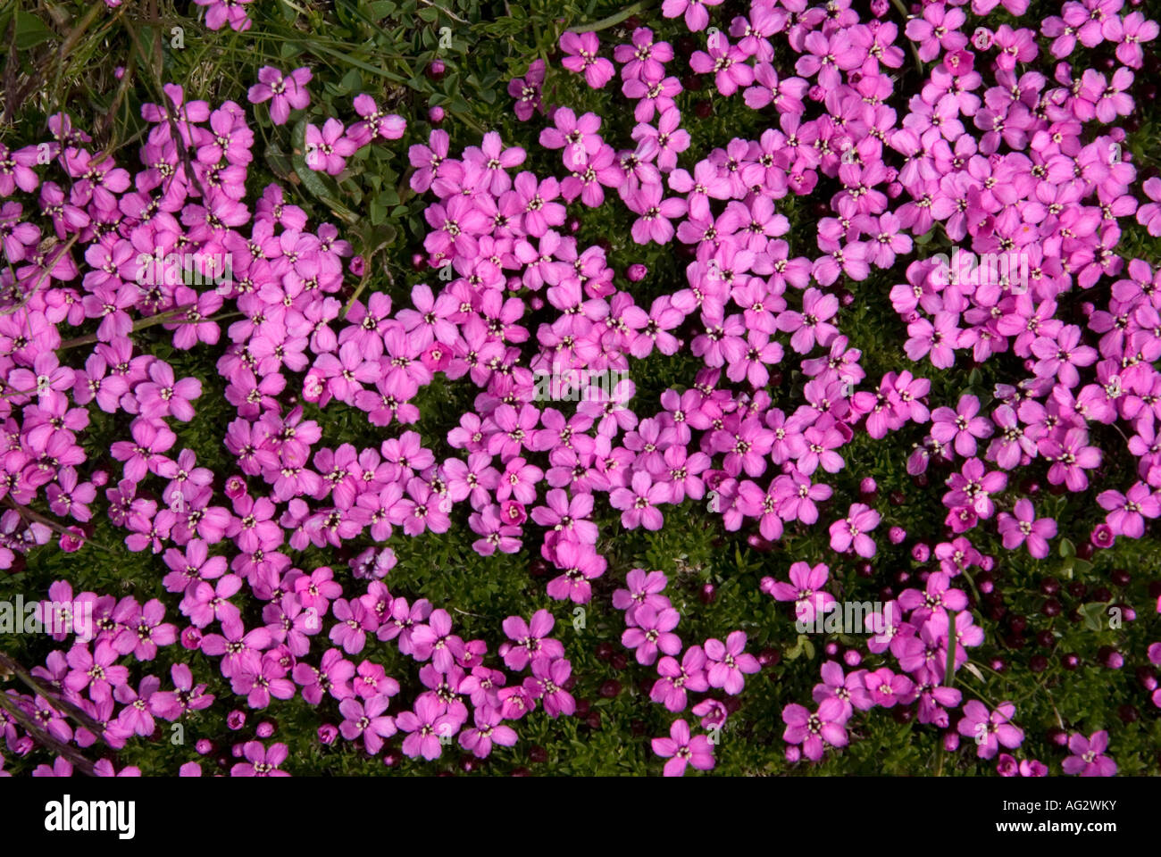 swiss alpine flower patterns Stock Photo