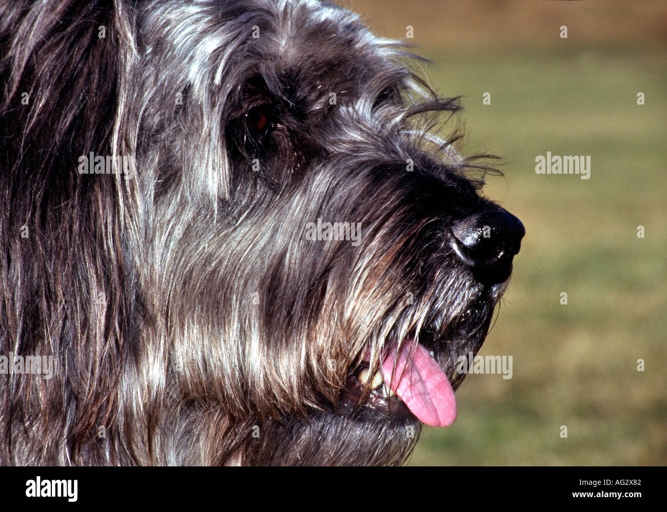 Schnautzer High Resolution Stock Photography and Images - Alamy