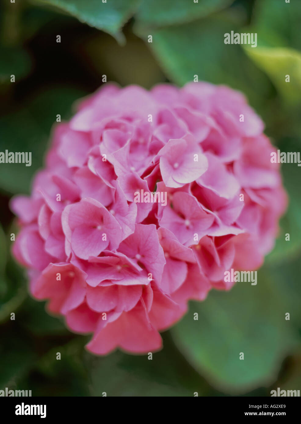 Close up green leaves pink hi-res stock photography and images - Alamy