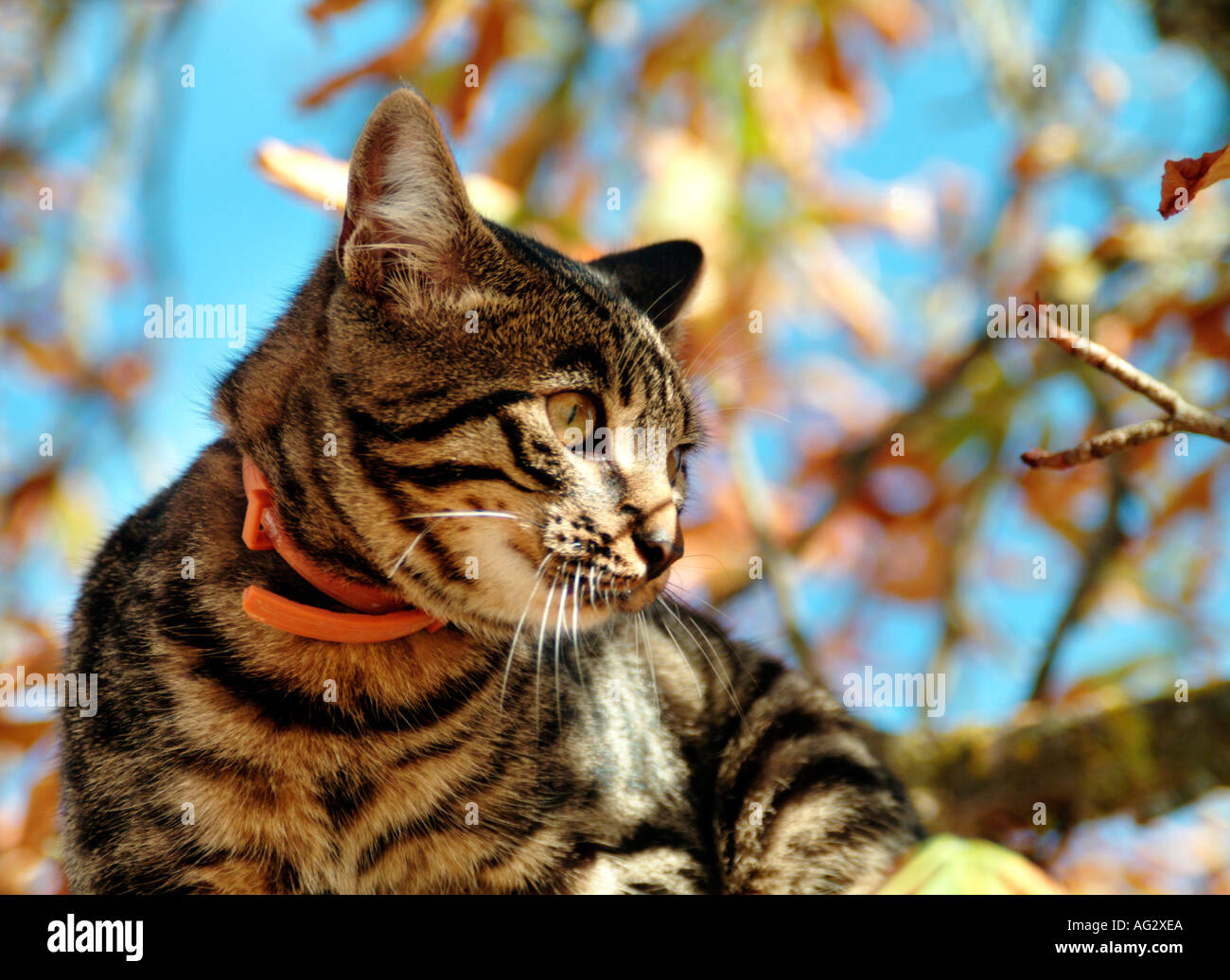 streaky cat sitting on a tree with autumn leaves Stock Photo - Alamy