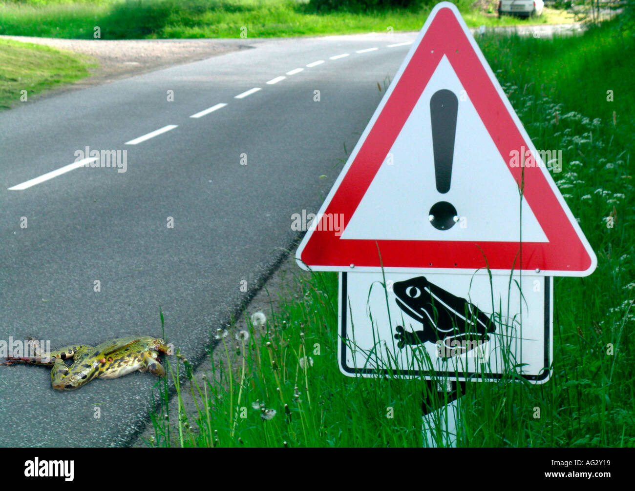 Bildresultat för frog cross road