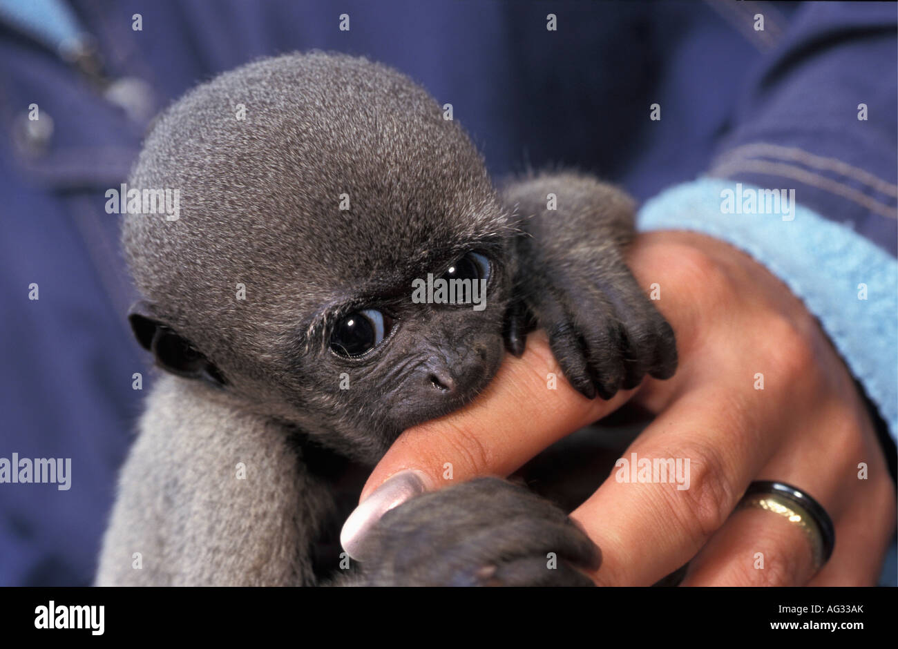 Netherlands Apeldoorn Woolly Monkey Baby Biting Hand Of Visitor In Zoo Netherlands Apeldoorn Woolly Monkey Baby Biting Hand Of Visitor In Zoo