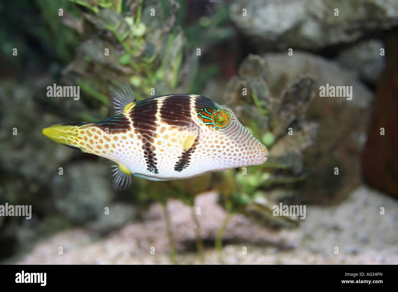 Tropical Fish from the Oceans. Canthigaster solandri Stock Photo