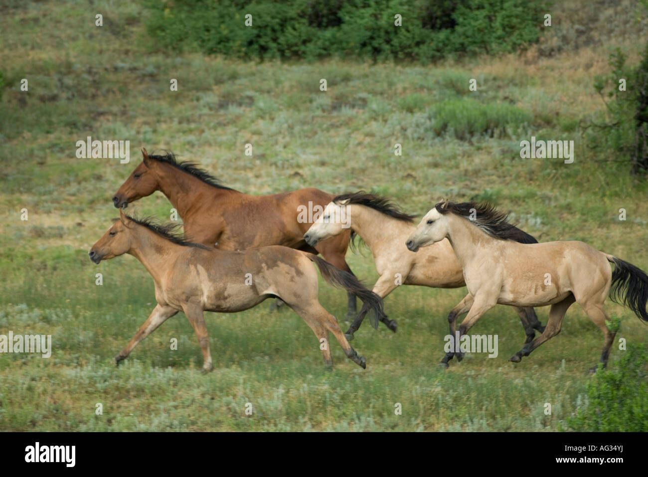 Herd of horses running free near Pagosa Springs CO Stock Photo