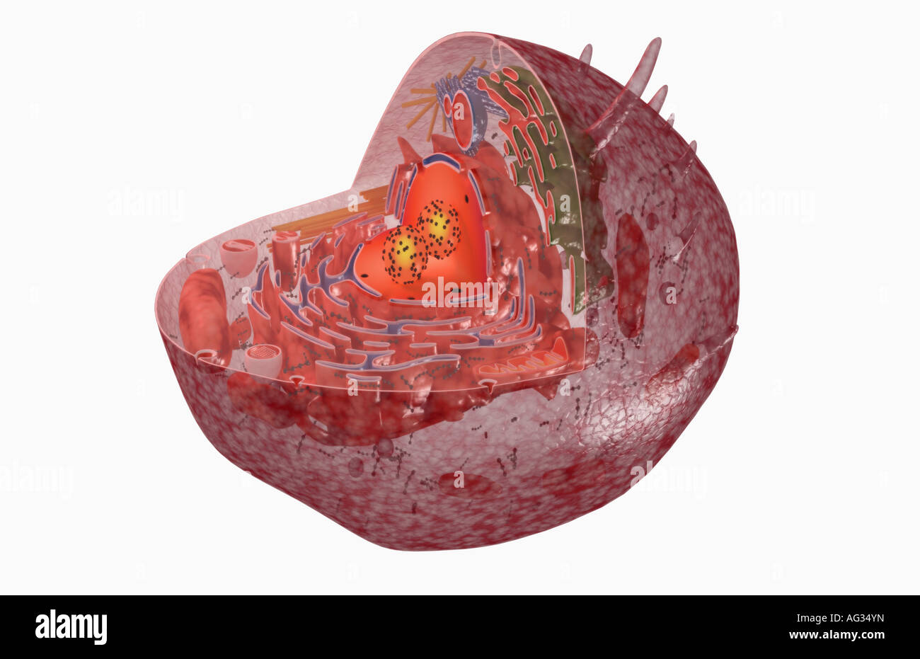 Lysosome Stock Photos & Lysosome Stock Images - Alamy