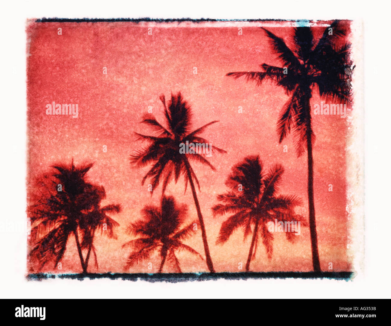 Polaroid transfer image of palm trees at sunset in Hawaii, USA Stock Photo  - Alamy