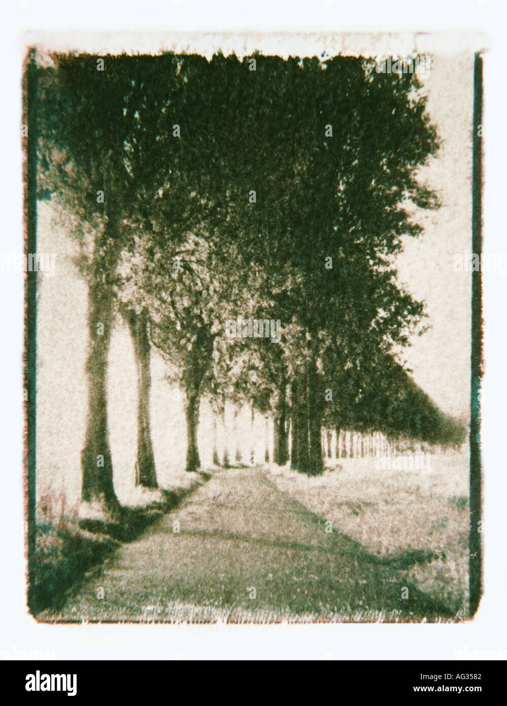Polaroid transfer image of tree lined road in France Stock Photo