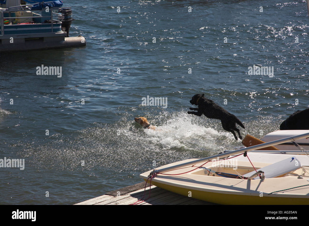 Dogs chasing ball in the water in Thousand Island Park on Wellesley Island in the Thousand