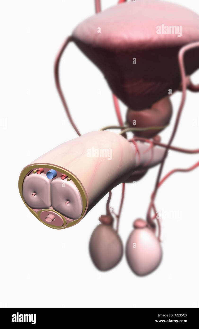 Internal structure of the penis Stock Photo