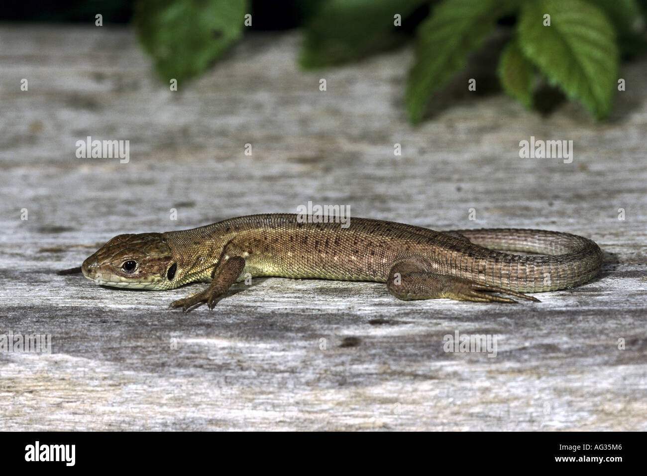 zoology / animals / animals, reptile, Lacertidae, Viviparous lizard, (Zootoca vivipara), Leitha mountains, distribution: Europe, Northern Asia, Additional-Rights-Clearance-Info-Not-Available Stock Photo