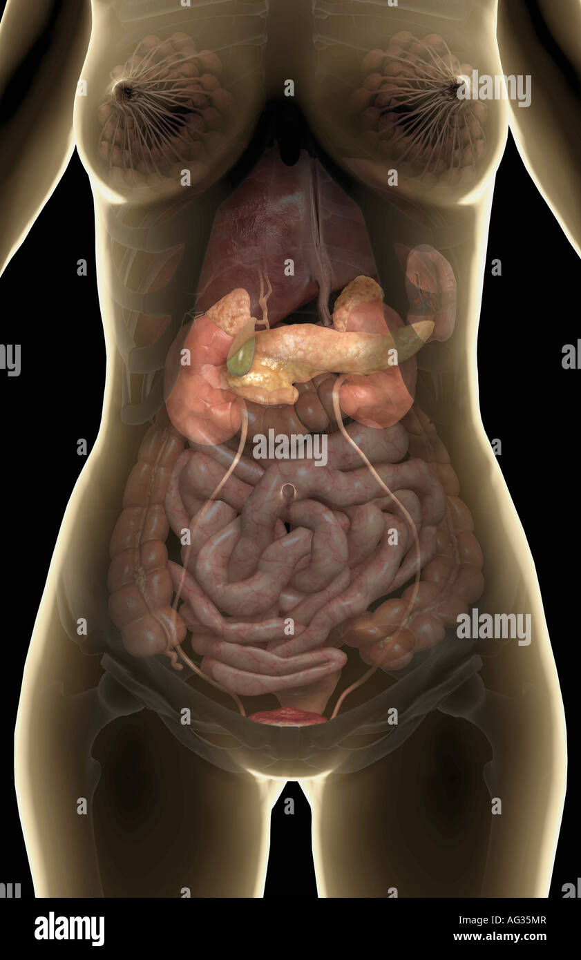 The pancreas Stock Photo