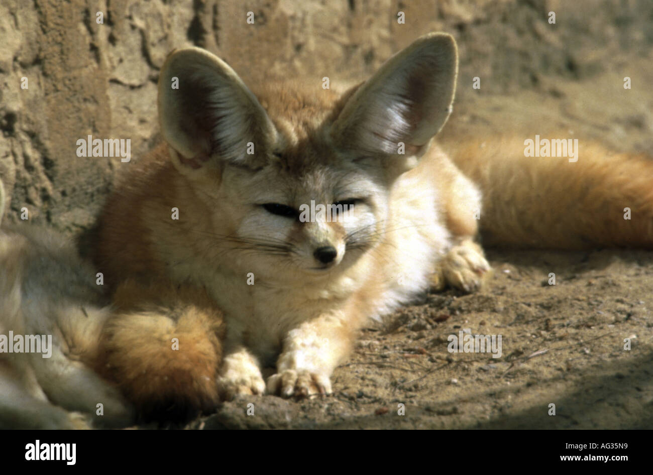 zoology / animals, mammal / mammalian, Canidae, Fennec (Vulpes zerda), Barben, France, distribution: Africa and Asia, Additional-Rights-Clearance-Info-Not-Available Stock Photo