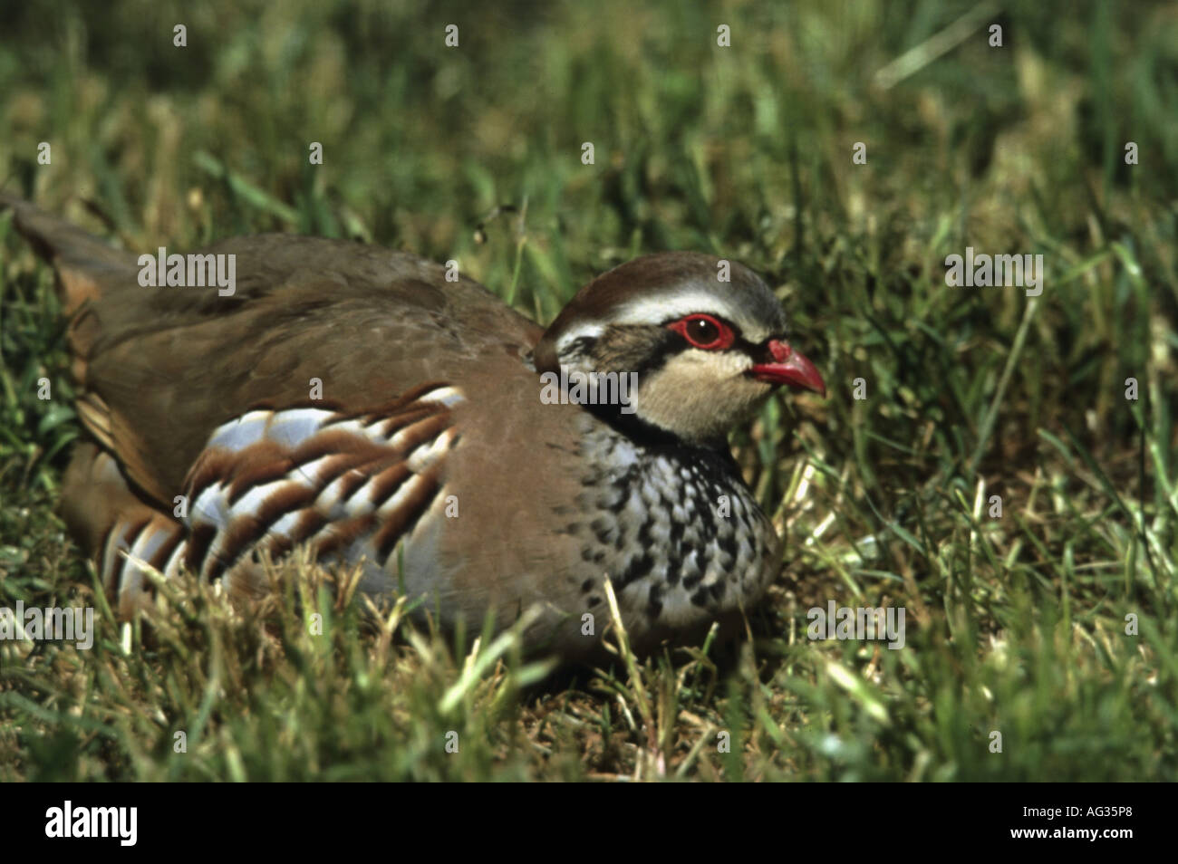 zoology / animals, avian / bird, Phasianidae, Red-legged Partridge (Alectoris rufa), sitting on grass, Crau, France, distribution: Europe, Additional-Rights-Clearance-Info-Not-Available Stock Photo