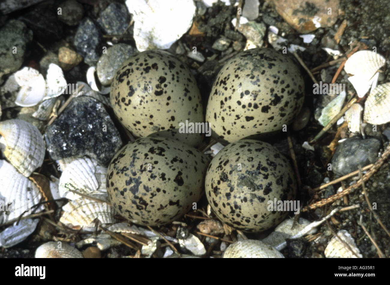 zoology / animals, avian / bird, Charadriidae, Ringed Plover (Charadrius hiaticula), clutch, North Sea, distribution: Europe, Additional-Rights-Clearance-Info-Not-Available Stock Photo