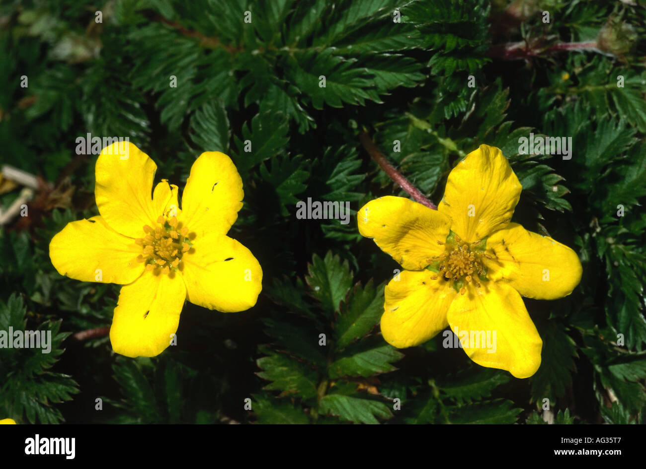 botany, Potentilla, 'Silverweed' (Potentilla anserina), yellow bloom, North Sea, Additional-Rights-Clearance-Info-Not-Available Stock Photo