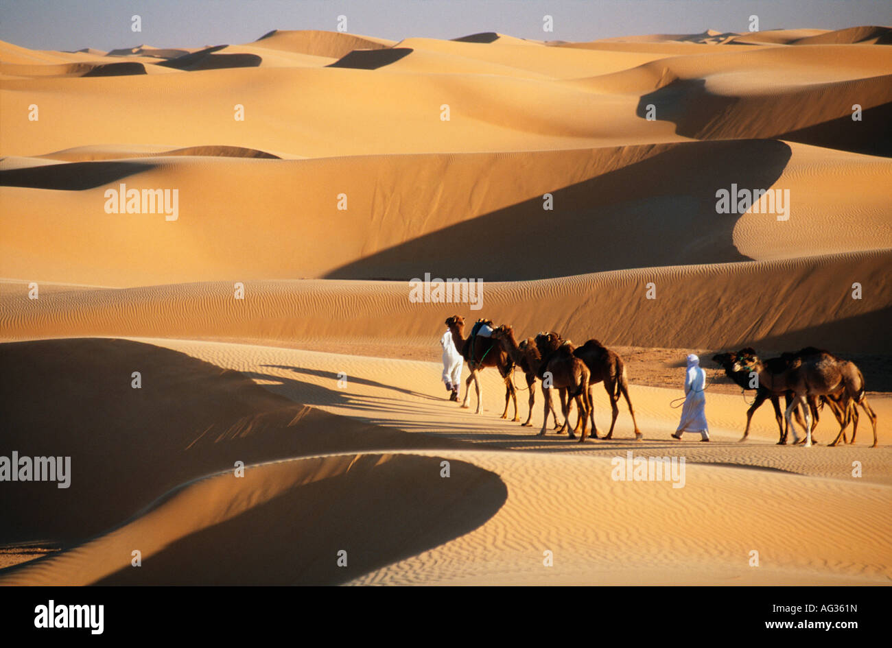 Algeria near Timimoun Bedouins walking with camels in Sahara desert Stock Photo