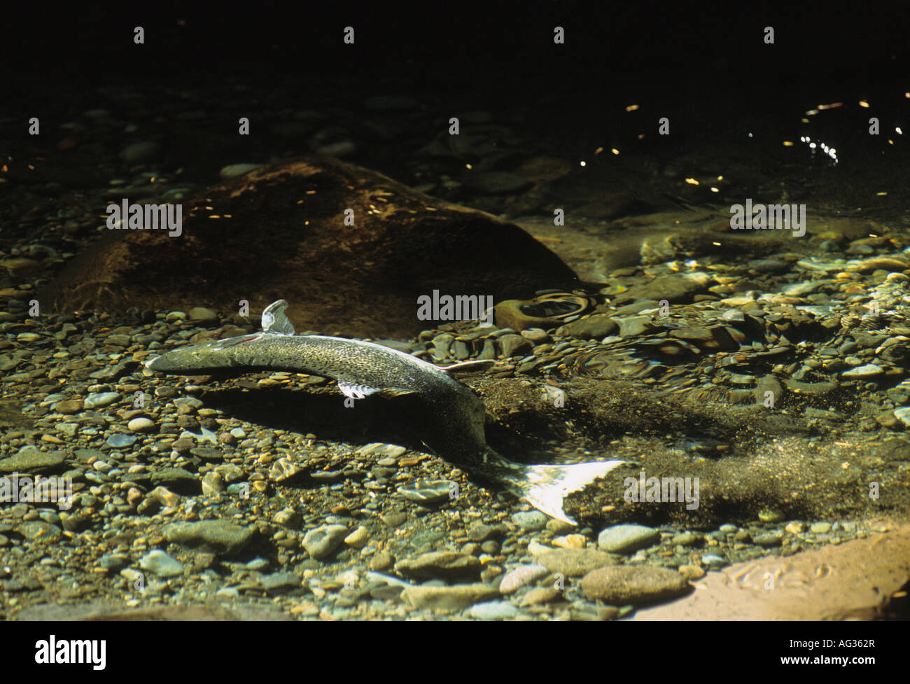 Female salmon laying eggs hires stock photography and images Alamy