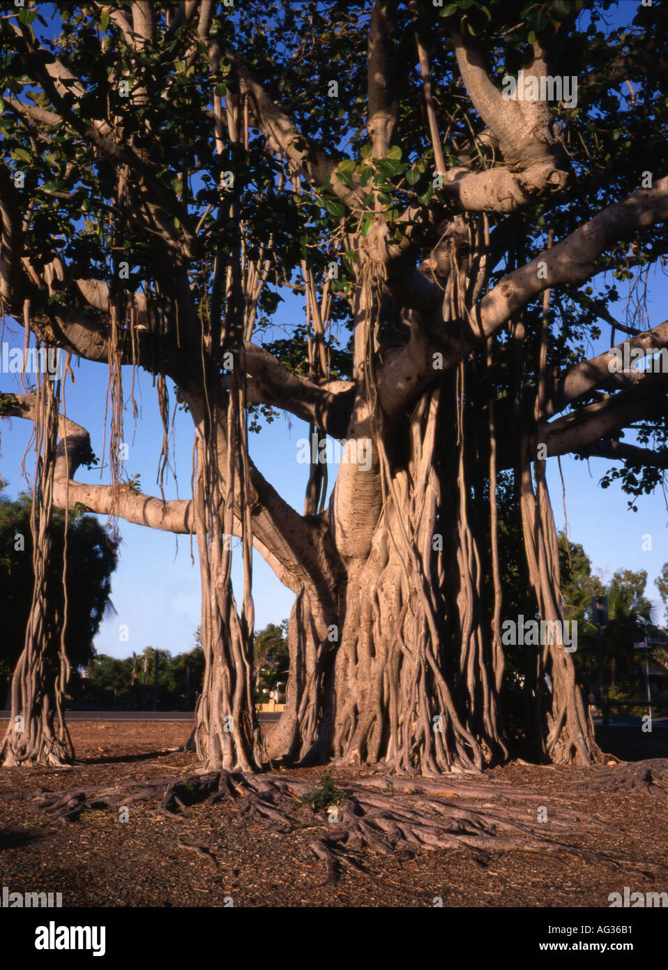Banyan tree tree hi-res stock photography and images - Alamy