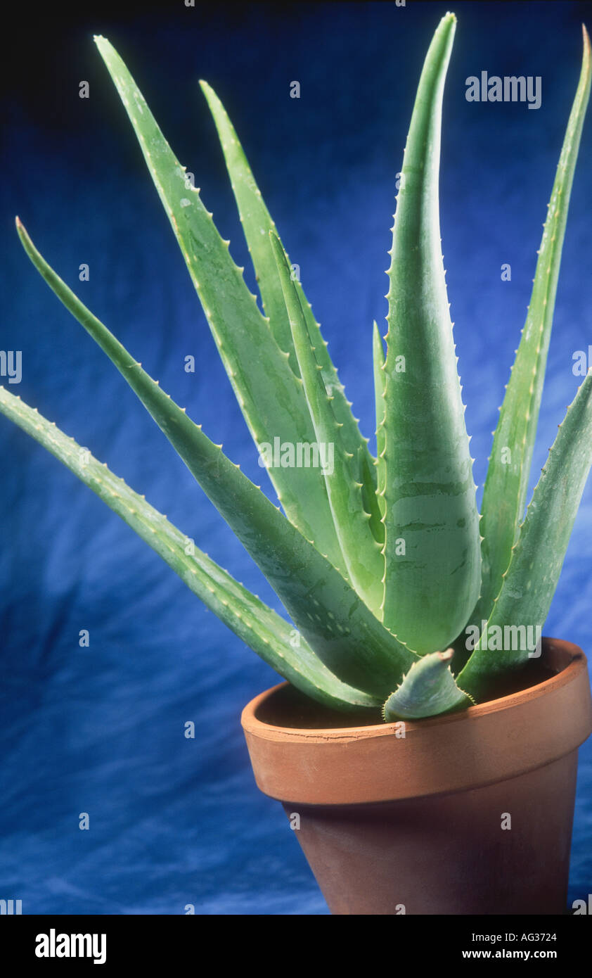 ALOE ALOE VERA MEDICINAL PLANT Stock Photo Alamy