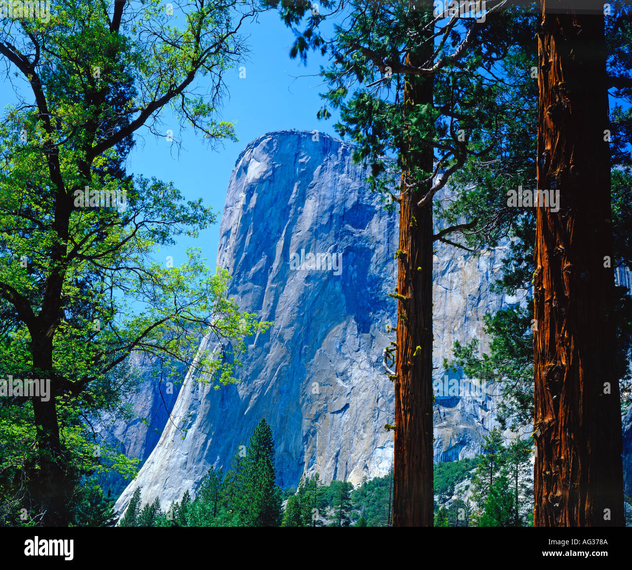 El Capitan in Yosemite National Park California USA Stock Photo