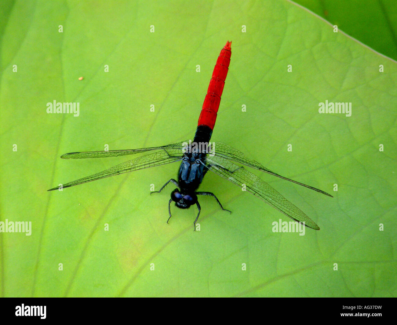 red dragonfly resting on tropical green lotus leaf in Guyana, South ...