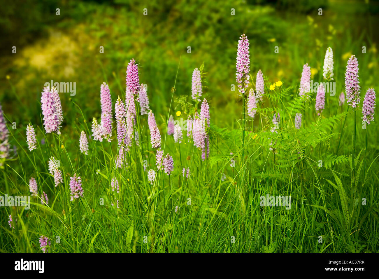 Wild Orchids Stock Photo
