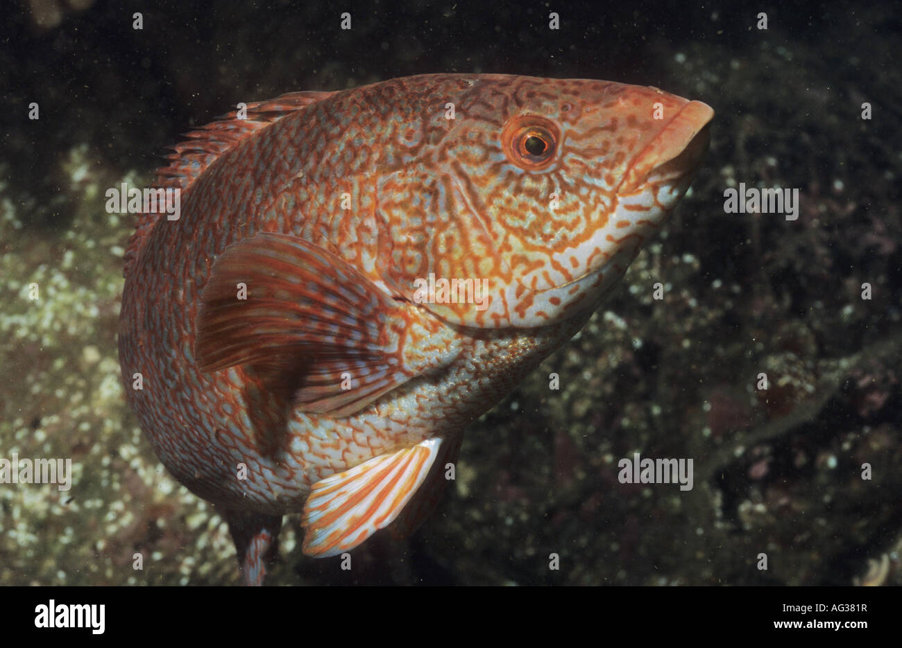 Balen Fish Ballan Wrasse. UK underwater marine life. St Abbs. Scotland. UK diving ...