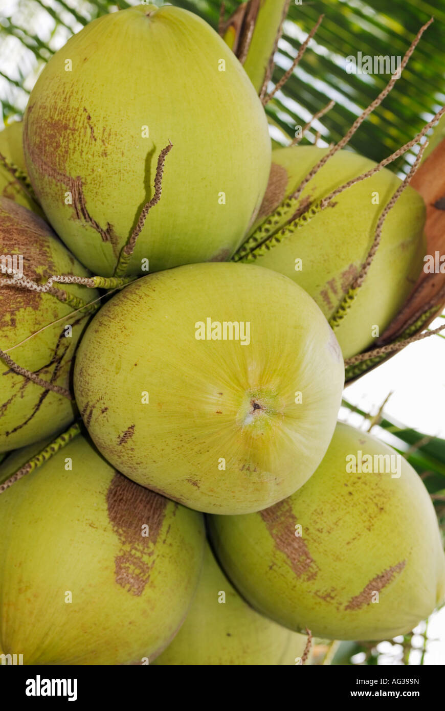 Detail Of Coconuts Growing Philippines Bohol Visayas Stock Photo - Alamy