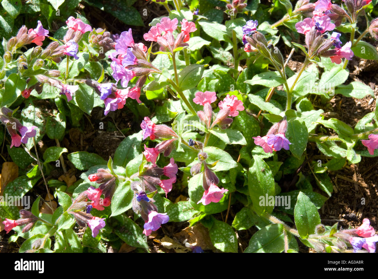 Pulmonaria angustifolia Beth s Pink lungwort a medicinal herb Stock Photo