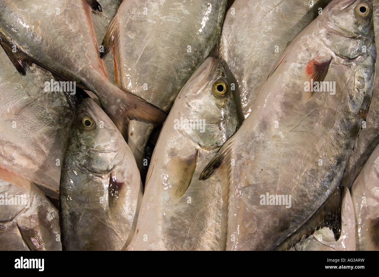 Fresh fish at Rialto market in Venice, Italy Stock Photo Alamy